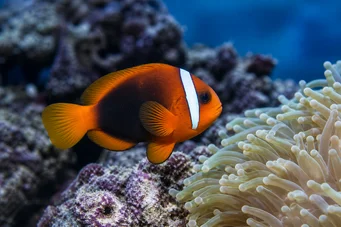 Amphiprion melanopus Melanopus Amphiprion
