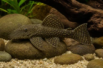 Ancistrus brevifilis (Ancistrrus brevifilis)