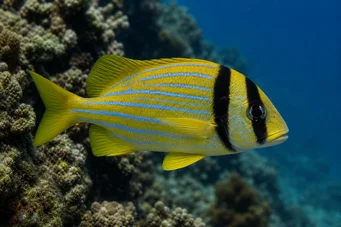 Anisotremus virginicus Svinekjøtt