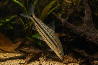 Anostomus anostomus (Stripet anostom)
