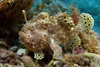 Antennarius maculatus Fisk-Rapaud, fisker eller antenner