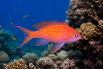 Anthias squamipinnis Rød barberer