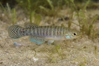 Aphanius dispar Aphanius forsvinner