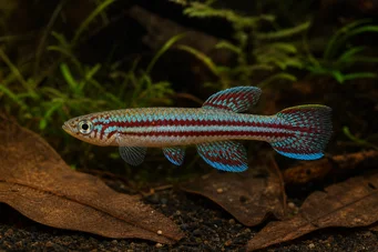 Aphyosemion bivittatum Afyosemion bivittatum