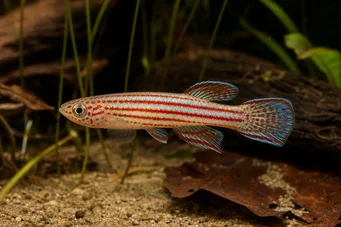Aphyosemion striatum Stripete Afyo
