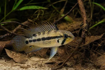 Apistogramma trifasciatum Tre -linjers dverg cichlid