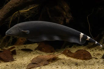 Apteronotus albifrons Amerikansk kuppfisk - også kalt svart PHA