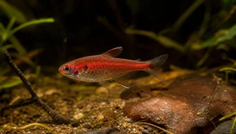 Axelrodia riesei Red Semulina Tetra