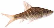 Barbus dorsalis Skjeggete dorsalis