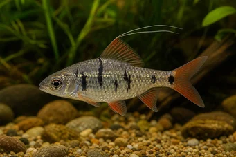 Barbus filamentosus (Svarte flekker)