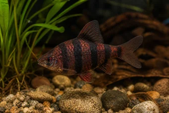 Barbus nigrofasciatus (Skjeggete)