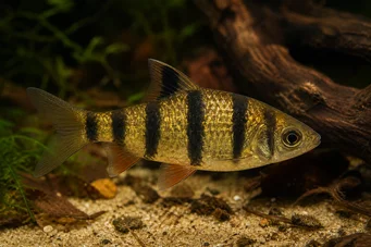 Barbus pentazona johorensis (Fem -bånd skjegget)