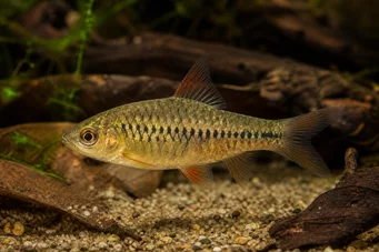 Barbus roloffi (Roloffi skjeggete)