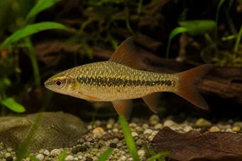 Barbus sachsi (Skjeggete)