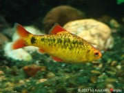 Barbus schuberti Schuberti skjeggete