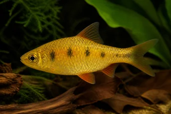 Barbus semifasciolatus (Messing skjegget)
