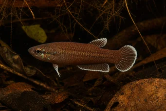 Betta albimarginata (Betta albimarginata)
