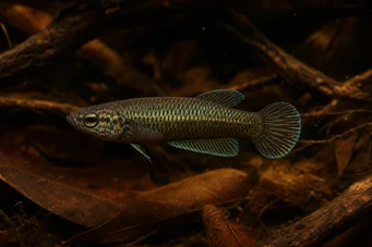 Betta bellica Jagerfly