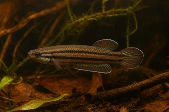 Betta trifasciata (Jagerfly)