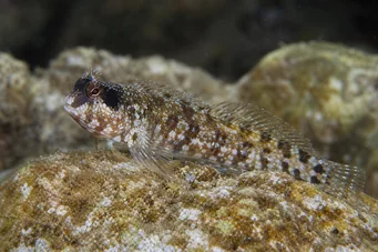 Blennius nigriceps (Svarthodet)