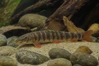 Botia rubripinnis (Grønn Loche)