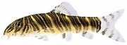 Botia striata Loche stripet