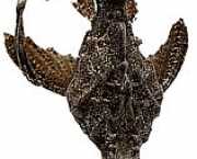 Bunocephalus kneri Banjo fisk