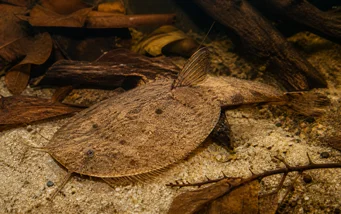 Bunocephalus kneri (Banjo fisk)