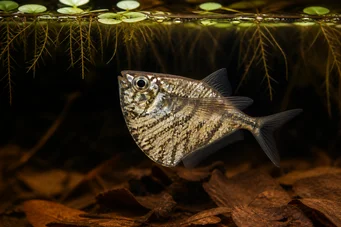 Carnegiella strigata strigata (Marmorert)