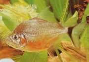 Catoprion mento Piranha Mento, Big Head Pacou