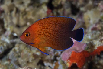 Centropyge ferrugatus (Rust dvergengel)