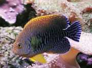 Centropyge potteri Rødehavsengel