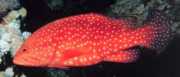 Cephalopholis miniatus Grouper
