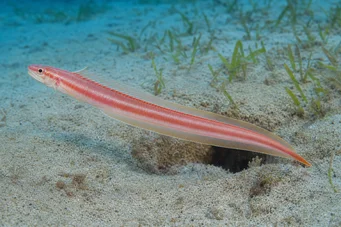 Cepola rubescens (Trenia fisk)