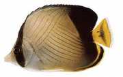 Chaetodon decussatus Chétodon falsk-vagabond