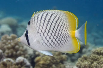 Chaetodon decussatus (Chétodon falsk-vagabond)