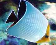 Chaetodon larvatus Maskert papillonfisk