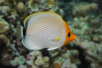 Chaetodon larvatus