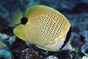 Chaetodon miliaris Sitron shortbread