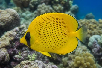 Chaetodon miliaris (Sitron shortbread)