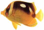 Chaetodon quadrimaculatus Fire flekker