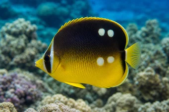 Chaetodon quadrimaculatus (Fire flekker)