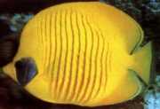Chaetodon semilarvatus Fiskfisk