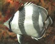 Chaetodon striatus Sebra eller krysset
