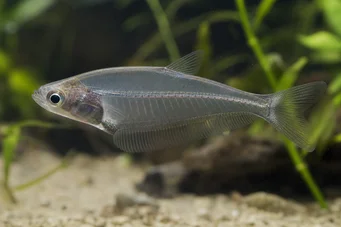 Chanda ranga (Glassfisk)