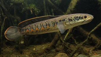 Channa micropeltes (Slangehode)