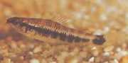 Characidium fasciatum Characidium fascinert
