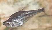Charax gibbosus Bump Glass Tetra, Charax gibbeux
