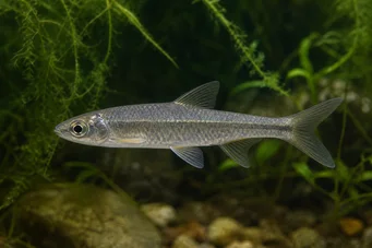 Chela dadiburjori (Dadio)