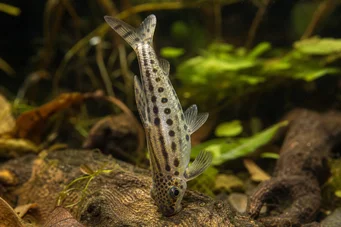 Chilodus punctatus (Opp ned)